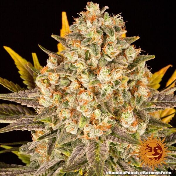 Banana Punch Feminized Seeds