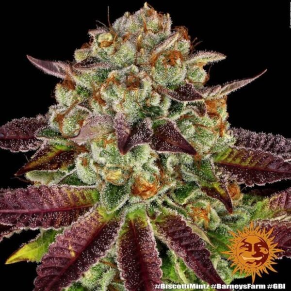 Biscotti Mintz Feminized Seeds