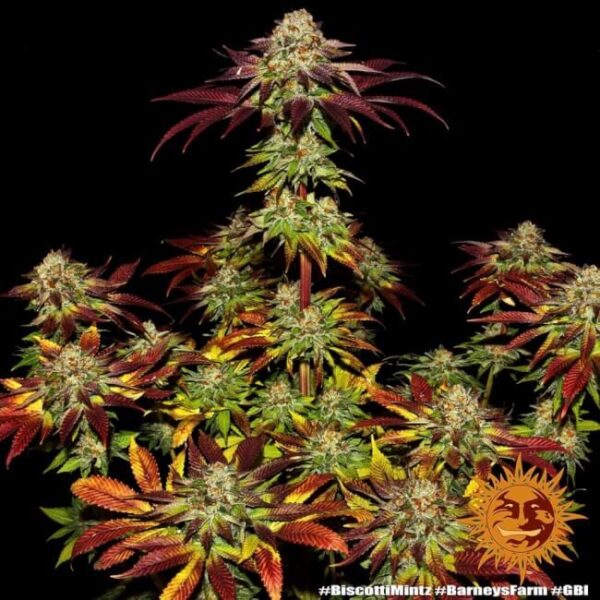 Biscotti Mintz Feminized Seeds