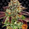 Biscotti Mintz Feminized Seeds