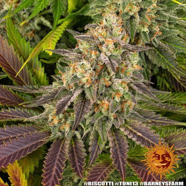 Biscotti Feminized Seeds