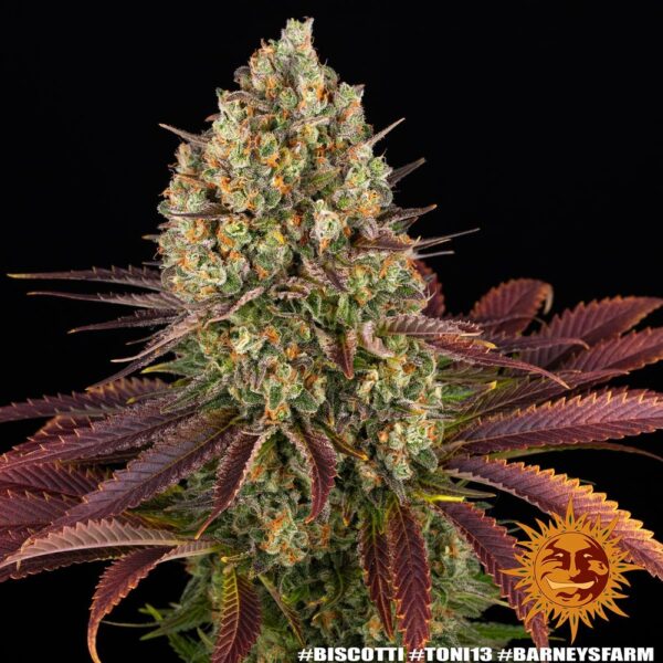 Biscotti Feminized Seeds