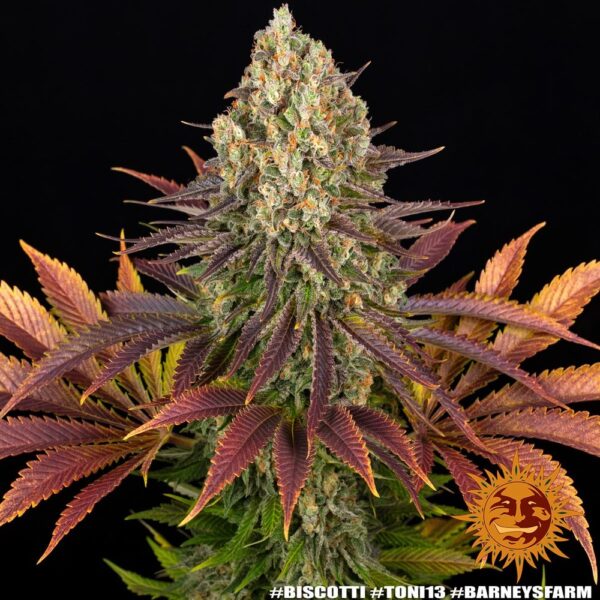 Biscotti Feminized Seeds