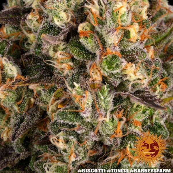 Biscotti Feminized Seeds