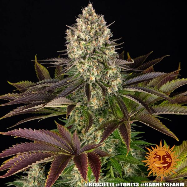 Biscotti Feminized Seeds