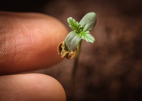 Grow Your Own Cannabis