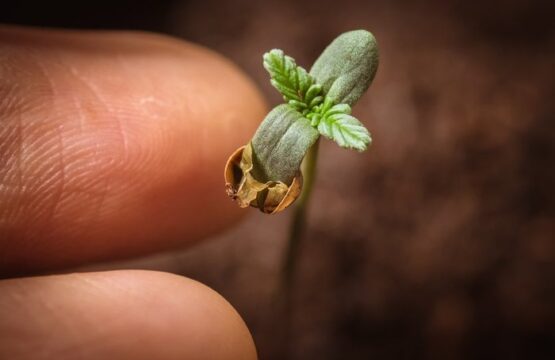 Jellye Seeds Grow Your Own Cannabis