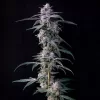 10Gs Feminized Seeds Compound Genetics