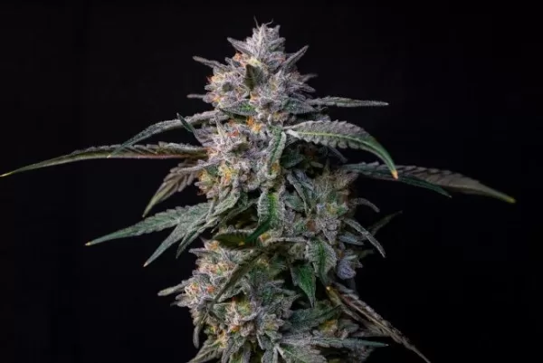 10Gs Feminized Seeds Compound Genetics