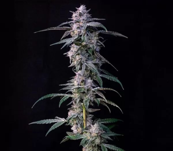 10Gs Feminized Seeds Compound Genetics