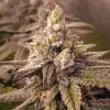 2 B Blunt Feminized Seeds