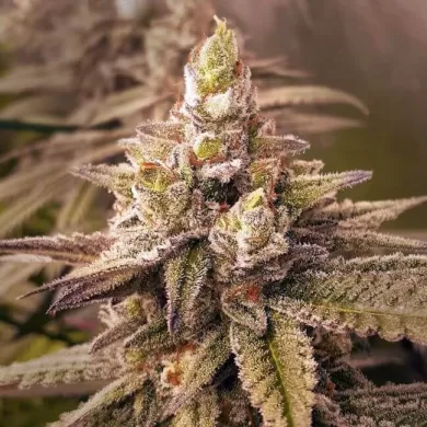 2 B Blunt Feminized Seeds