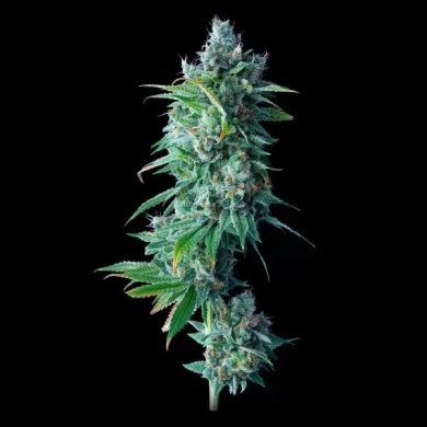 24K Gold Feminized Seeds