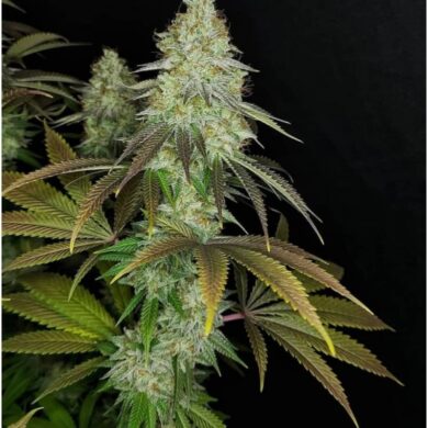 818 Headband Aka Sour OG Feminized Seeds