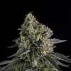 A.B. Parfait Feminized Seeds