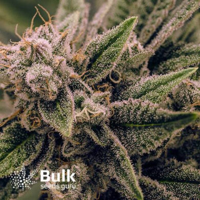 Acapulco Gold Feminized Seeds (Bulk Seeds Guru) - ELITE STRAIN