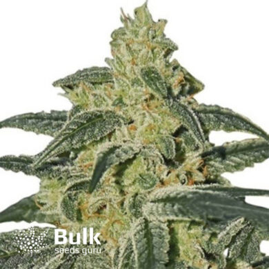 Afghan Hash Plant Feminized Seeds (Bulk Seeds) - ELITE STRAIN