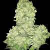 Alien Otto Auto Feminized Seeds