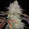 AlienZ Feminized Seeds