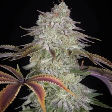 AlienZ Feminized Seeds