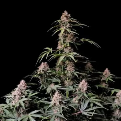 Amnesia Zkittlez Auto Feminized Seeds