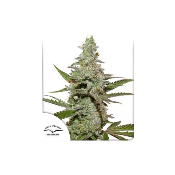 Amsterdam Amnesia Feminized Seeds