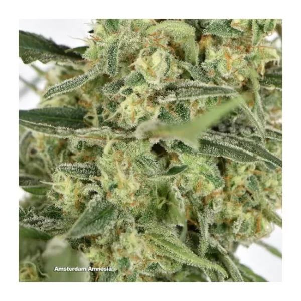 Amsterdam Amnesia Feminized Seeds