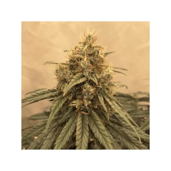 Amsterdam Amnesia Feminized Seeds