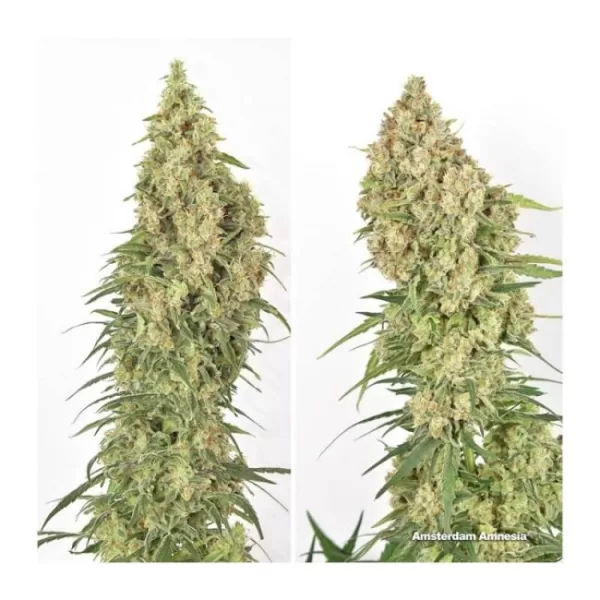 Amsterdam Amnesia Feminized Seeds