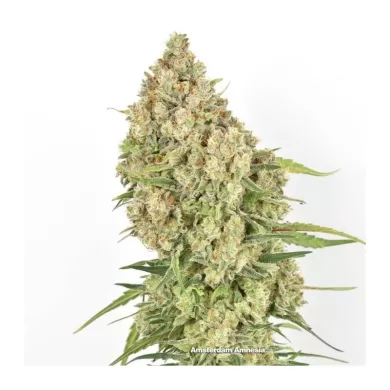 Amsterdam Amnesia Feminized Seeds