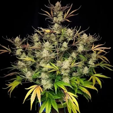 Apple Strudel Auto Feminized Seeds