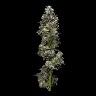 Bakers Delight Auto Feminized Seeds