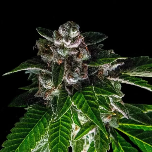 Bakers Delight Feminized Seeds (Sorbet Collection)