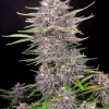 Banana Purple Punch Auto Feminized Seeds