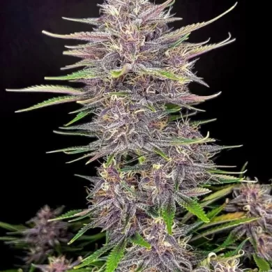 Banana Purple Punch Auto Feminized Seeds