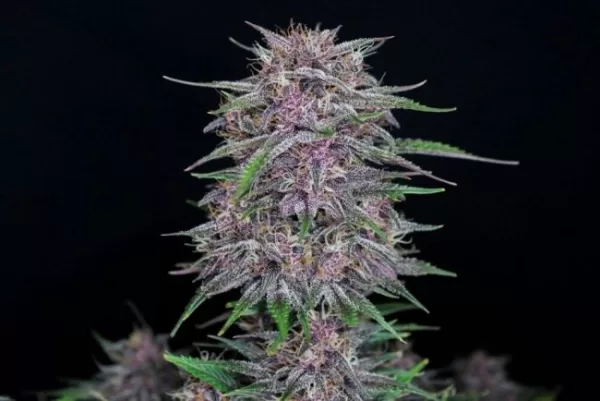 Banana Purple Punch Auto Feminized Seeds