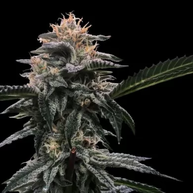 Banana Sorbet Feminized Seeds (Sorbet Collection)