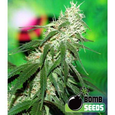 Buzz Bomb REGULAR Seeds