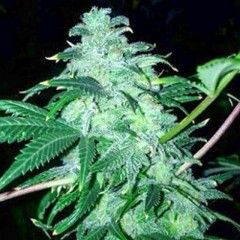 22 Feminized Seeds