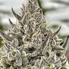 Cheetah The Hut Feminized Seeds