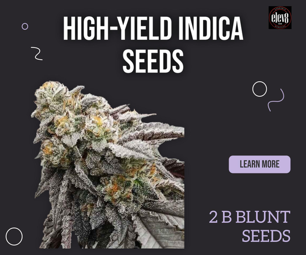 2 B Blunt Seeds