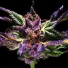 Ken's Original GDP (Grand Daddy Purple) Feminized Seed