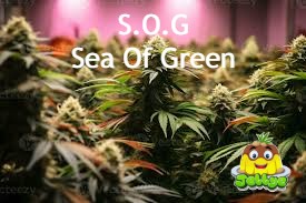 Sea Of Green (SOG) 101