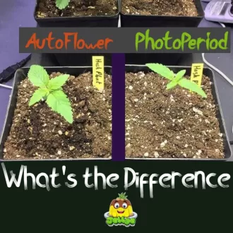 Pro’s and Con’s of Auto-Flowers & Photoperiod