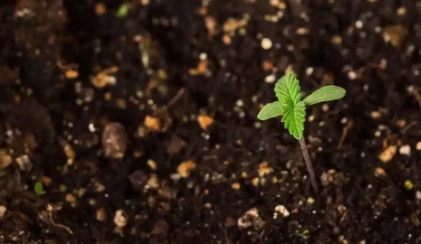 Germinating canabis seeds