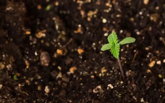 Complete Guide to Seed Germination