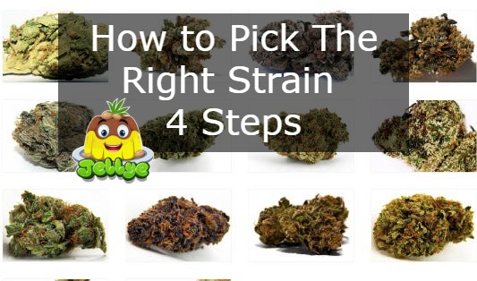 How to Pick the Right Strain – 4 Steps