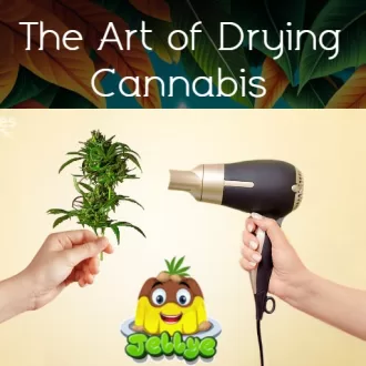 The Art of Drying Cannabis