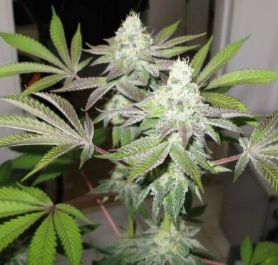 78 Feminized Seeds (Gold Collection)