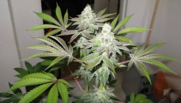 78 Feminized Seeds (Gold Collection)